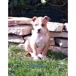 American Staffordshire Terrier