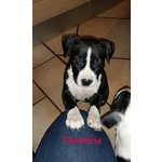 American Staffordshire Terrier - Foto n. 4