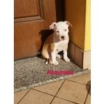 American Staffordshire Terrier - Foto n. 5