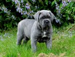 Splendidi Cuccioli di cane Corso - Foto n. 1