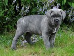 Splendidi Cuccioli di cane Corso - Foto n. 2