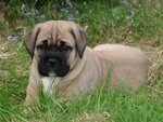 Splendidi Cuccioli di cane Corso - Foto n. 3