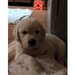 Cucciolata di Golden Retriever