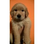 Cucciolata di Golden Retriever - Foto n. 7