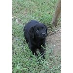 Cuccioli di Labrador Neri - Foto n. 1