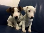 Cuccioli di jack Russel Terrier
