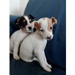 Cuccioli di jack Russel Terrier - Foto n. 2
