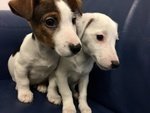 Cuccioli di jack Russel Terrier - Foto n. 3