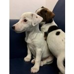 Cuccioli di jack Russel Terrier - Foto n. 4