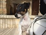 Cucciola jack Russel con Pedigree Roi - Foto n. 1