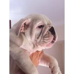 Bulldog Inglese di Ottimo Pedigree