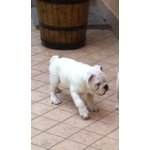 Bulldog Inglese di Ottimo Pedigree - Foto n. 2