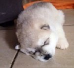 Cuccioli di Siberian Husky