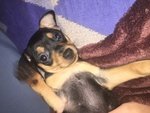 Cucciolo di Pinscher Cerca una Famiglia