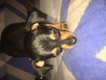 Cucciolo di Pinscher Cerca una Famiglia - Foto n. 2