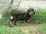 Cuccioli Bassotto nano e Kaninchen