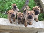 Shar pei Cuccioli