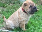 Shar pei Cuccioli - Foto n. 3