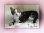 Gattino Frugolino - Foto n. 4