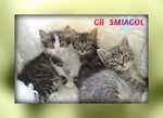Gattini Smiagol - Foto n. 1