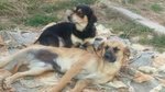 Buddy e rosy in Cerca di un Amico e una casa Accogliente - Foto n. 1