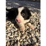 Border Collie - Foto n. 4