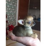 Chihuahua Maschio Dimensione Mosca con Occhi Verdi - Foto n. 2