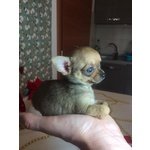 Chihuahua Maschio Dimensione Mosca con Occhi Verdi - Foto n. 1