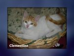 Gattino Clementino