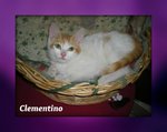Gattino Clementino - Foto n. 3