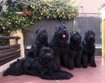 Terrier nero Russo - Cuccioli