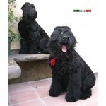 Terrier nero Russo - Cuccioli - Foto n. 2