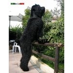 Terrier nero Russo - Cuccioli - Foto n. 7