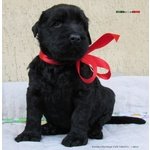 Terrier nero Russo - Cuccioli - Foto n. 9