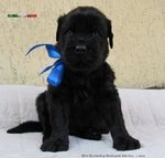 Terrier nero Russo - Cuccioli - Foto n. 13