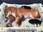 Cucciolata Shiba inu Disponibile dal 30 Dicembre 2016 Affrettati - Foto n. 1