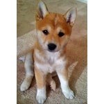 Cucciolata Shiba inu Disponibile dal 30 Dicembre 2016 Affrettati - Foto n. 2