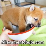 Cucciolata Shiba inu Disponibile dal 30 Dicembre 2016 Affrettati - Foto n. 3