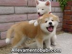 Cucciolata Shiba inu Disponibile dal 30 Dicembre 2016 Affrettati - Foto n. 4