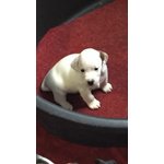 Bellissimi Cuccioli di jack Russell Terrier - Foto n. 1