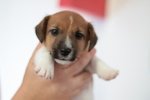 Bellissimi Cuccioli di jack Russell Terrier - Foto n. 2