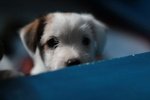 Bellissimi Cuccioli di jack Russell Terrier - Foto n. 3