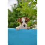 Bellissimi Cuccioli di jack Russell Terrier - Foto n. 4