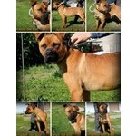 Lilleman Bellissimo Incrocio Boxer/corso