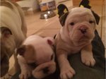 Bellissimi Cuccioli di Bulldog Inglese Maschio e Femminile - Foto n. 2