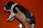 Bull Terrier - Foto n. 3