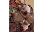 Bellissimi Cuccioli di Bulldog Inglese Maschio e Femminile - Foto n. 3