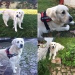 🐶 Golden Retriever maschio di 9 anni e 3 mesi in accoppiamento a Pescara (PE) e in tutta Italia da privato