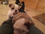 Bellissimi Cuccioli di Bulldog Inglese Maschio e Femminile - Foto n. 4