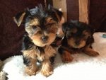 Bellissimi Cuccioli Yorkshire Terrier